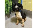 Adopt Gi Girl (Gi GI) a Black Poodle (Standard) / Beagle / Mixed dog in Fairfax