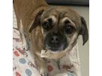 Adopt Puggie a Tan/Yellow/Fawn Pug / Beagle / Mixed dog in Fairfax Station