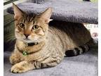 Adopt Clyde a Brown or Chocolate Domestic Shorthair / Mixed (short coat) cat in
