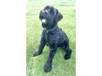 Adopt Axel a Black Giant Schnauzer / Mixed dog in Escondido, CA (39170443)