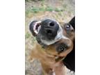 Adopt Hoagie a Bullmastiff / Mixed dog in Duncan, BC (39102200)