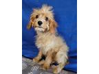 Adopt Kabocha a Cavalier King Charles Spaniel / Poodle (Miniature) dog in