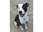 Adopt a Pit Bull Terrier / Mixed dog in Pomona, CA (39170427)