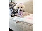 Adopt Marshmallow a White Poodle (Toy or Tea Cup) / Mixed dog in Escondido