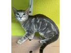 Adopt Rico a Domestic Shorthair / Mixed cat in Fresno, CA (39128434)