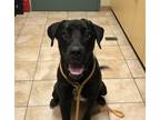 Adopt Choo Choo Aka Badger a Great Dane / Labrador Retriever / Mixed dog in