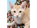 Adopt Mandarin a Orange or Red Tabby Domestic Shorthair (short coat) cat in