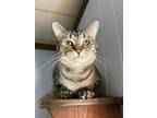 Adopt Dixie a Spotted Tabby/Leopard Spotted Domestic Shorthair cat in Papillion
