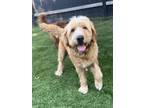 Adopt Oliver a Tan/Yellow/Fawn Goldendoodle / Mixed dog in Escondido