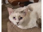 Adopt Ariel a Calico or Dilute Calico Siamese (medium coat) cat in Sykesville