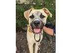 Adopt Pickle a Boxer dog in Denver, CO (39170294)