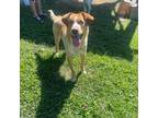 Adopt Bosley a Tan/Yellow/Fawn - with White Blue Heeler / Border Collie dog in