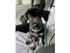 Adopt Goofy a Black Jack Russell Terrier dog in Langley, BC (39170267)