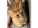 Adopt Ginny a Orange or Red (Mostly) Domestic Shorthair / Mixed cat in Dallas