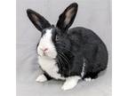 Adopt Dax a Black Dutch / Mixed (short coat) rabbit in Antioch, CA (39122913)