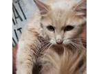 Adopt Apricot a Orange or Red Tabby Domestic Longhair / Mixed (long coat) cat in