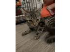 Adopt Cinder a Gray, Blue or Silver Tabby Domestic Shorthair cat in Tracy