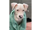 Adopt Danny a White American Pit Bull Terrier / American Staffordshire Terrier