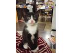 Adopt Remi a Domestic Shorthair cat in Steinbach, MB (39170277)