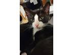 Adopt Bennet a Domestic Shorthair cat in Steinbach, MB (39170275)