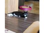 Adopt Bella a Domestic Shorthair cat in Steinbach, MB (39170274)