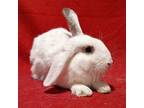 Adopt Rusty a English Spot / Mixed rabbit in Antioch, CA (39122944)