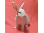 Adopt Wyatt a White American / Mixed (short coat) rabbit in Antioch