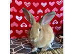 Adopt Clover a Other/Unknown / Mixed rabbit in Antioch, CA (39122936)