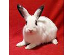 Adopt Dandelion a Black American / Mixed (short coat) rabbit in Antioch