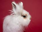 Adopt Dasher a White Lionhead / Mixed (long coat) rabbit in Antioch