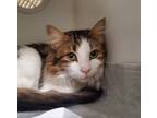 Adopt Bonnie a Domestic Longhair / Mixed cat in Oceanside, CA (39170252)