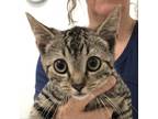 Adopt Wonton a Brown or Chocolate Domestic Shorthair / Mixed cat in Ballston