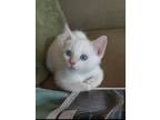 Adopt Benny & Samantha a White (Mostly) Turkish Van / Mixed (medium coat) cat in