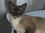 Adopt A1827658 a Siamese / Mixed (medium coat) cat in Tustin, CA (39168495)
