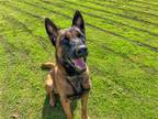 Adopt FLETCHER a Belgian Malinois / Mixed dog in Tustin, CA (39168492)