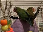 Adopt Maui and Kona a Green Lovebird bird in Hinckley, IL (39170123)