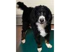 Adopt CORKY a Tricolor (Tan/Brown & Black & White) Poodle (Standard) / Bernese