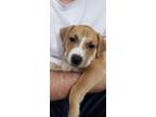 Adopt Piper a Tan/Yellow/Fawn - with White Retriever (Unknown Type) / Mixed dog