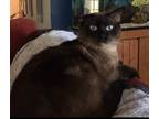 Adopt Clover a Brown or Chocolate Siamese (short coat) cat in Umatilla