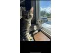 Adopt Princess and Sweetie a Gray or Blue Tabby / Mixed (short coat) cat in
