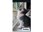 Adopt Dobby a Gray, Blue or Silver Tabby Domestic Shorthair (short coat) cat in