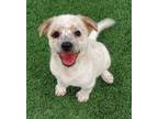 Adopt Devin a Papillon / Jack Russell Terrier / Mixed dog in Phoenix