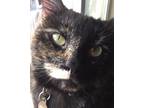 Adopt Sage a Tortoiseshell American Shorthair / Mixed (short coat) cat in Fort