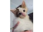 Adopt Floofster KITTEN a White (Mostly) Domestic Mediumhair / Mixed (medium