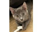 Adopt Saige a Tortoiseshell Russian Blue (short coat) cat in College Station