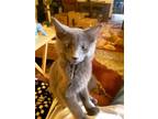 Adopt Ash a Gray or Blue Domestic Shorthair / Mixed (short coat) cat in