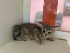 Adopt Heidi a Brown Tabby Domestic Mediumhair / Mixed cat in El Paso