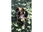 Adopt 54111808 a Black Beagle / Mixed dog in El Paso, TX (39169916)