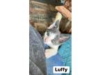 Adopt Luffy a Gray, Blue or Silver Tabby Domestic Shorthair (short coat) cat in
