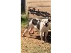 Adopt Gi-Gi a Black - with White Bullmastiff / Bull Terrier dog in Andrews
